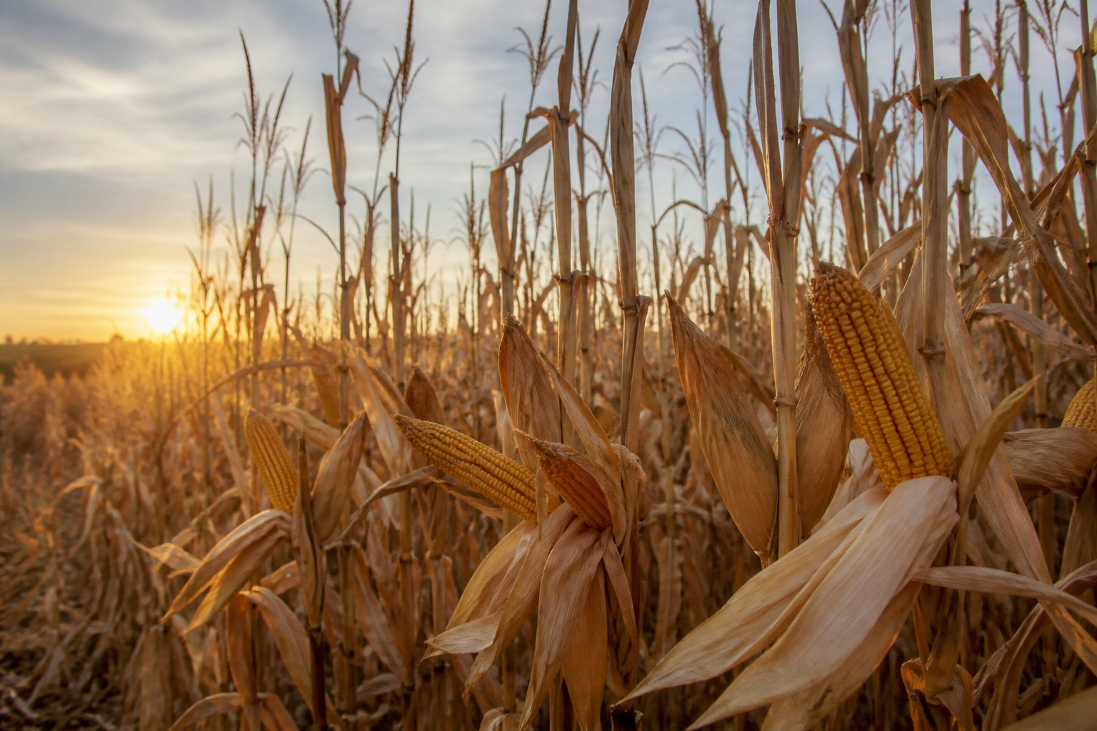 Iowa corn crop